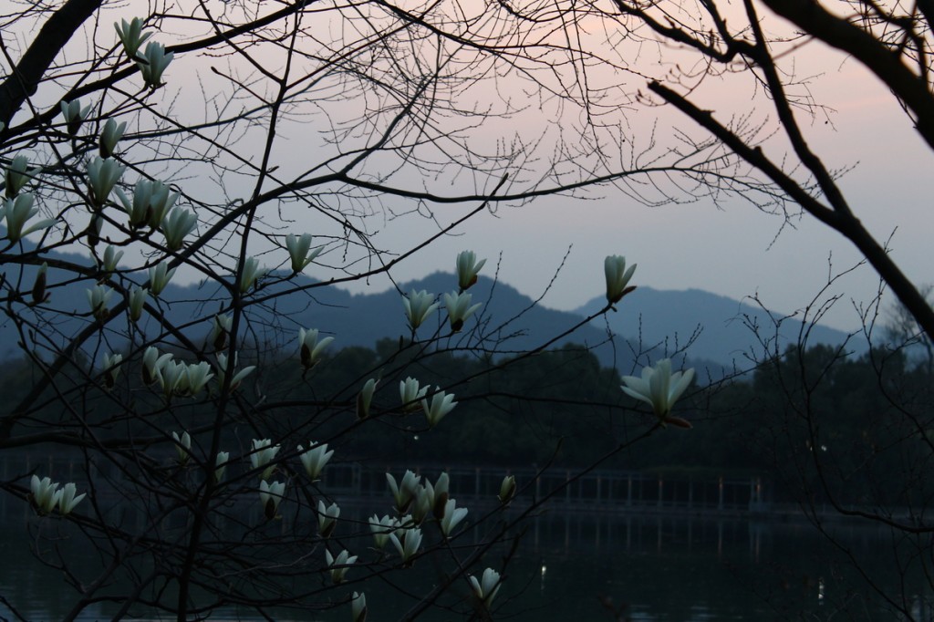 Beautiful flowers in the garden