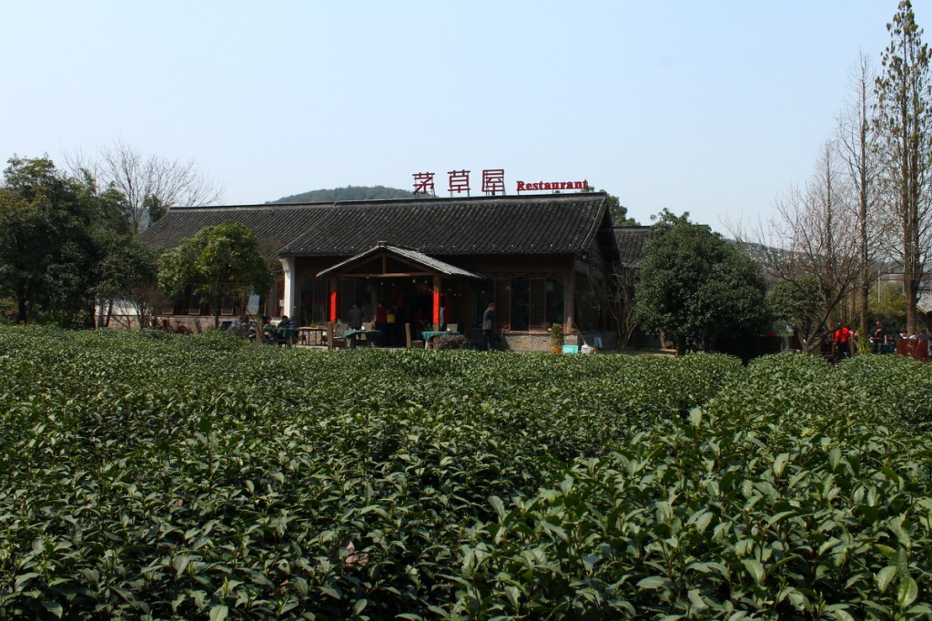 The "Green Tea" restaurant, surrounded by tea plantations