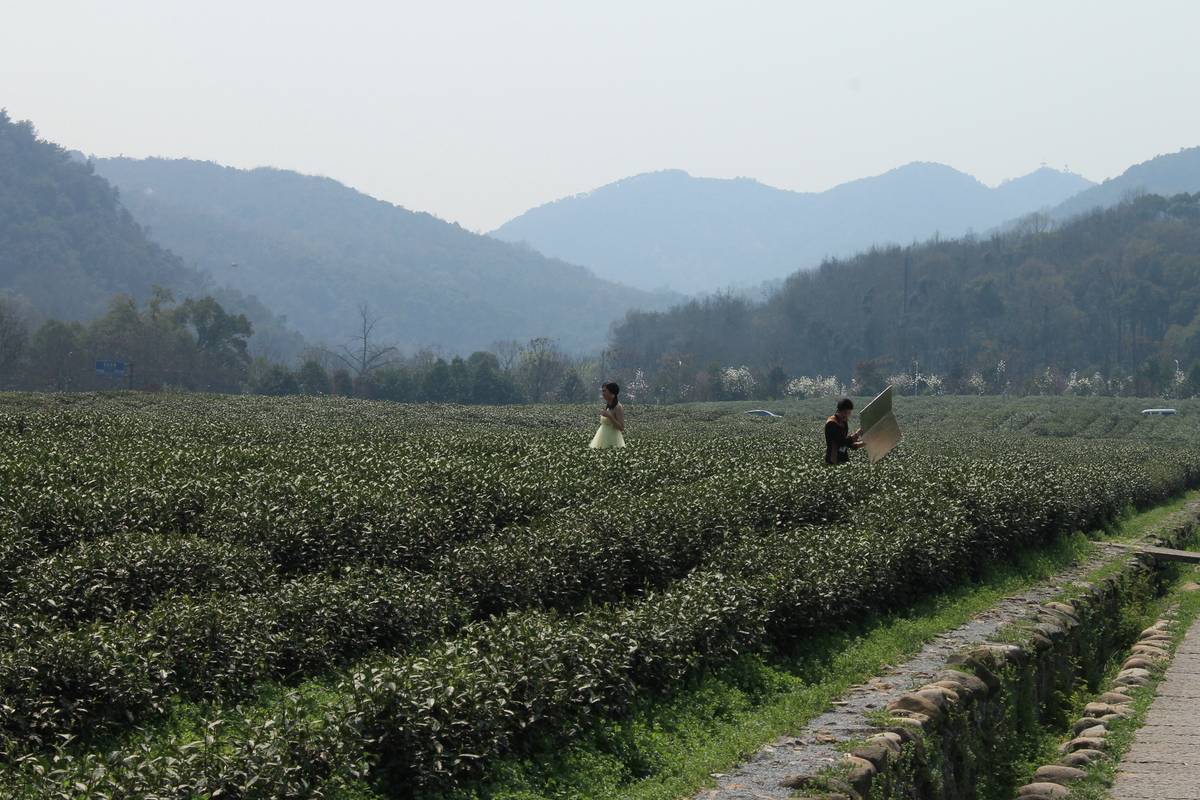 In the nearby countryside, villagers pick the year's 'first flush' tea