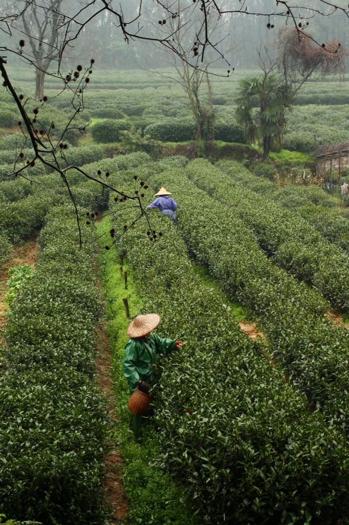Villagers picking tea