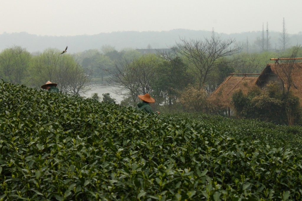 A swift flies among the tea leaves