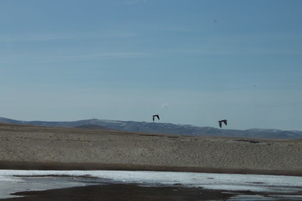 IMG_5327 by WithoutWings11