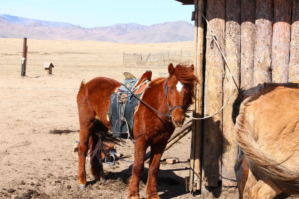 IMG_5347 by WithoutWings11